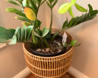 Green Houseplant ZZ Plant Woven Wicker Rattan Basket Planter Indoor Garden Decor