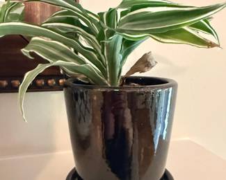 Green Houseplant Black Ceramic Pot Saucer Indoor Plant Home Garden Decor