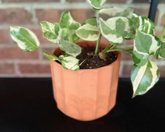 Pothos Plant Variegated Green White Leaves Terracotta Pot Houseplant Porch Decor