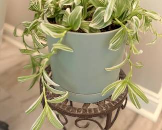 Trailing Houseplant Green Vine Teal Ceramic Pot Black Iron Plant Stand Garden