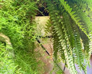 Large Boston Fern Green Potted Plant Porch Patio Garden Outdoor Hanging Basket