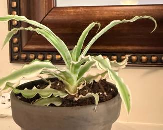 Variegated Houseplant Gray Concrete Cement Pot Indoor Plant Home Garden