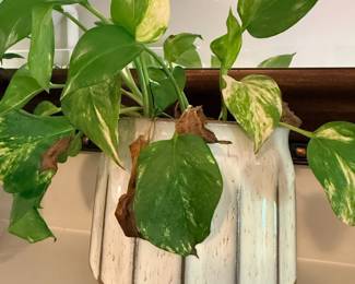 Pothos Houseplant Blue White Striped Ceramic Pot Indoor Trailing Plant Decor