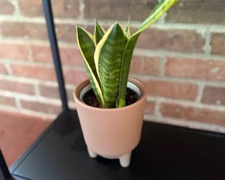 Snake Plant Sansevieria Small Pink Terracotta Pot Houseplant Succulent Porch