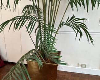 Square Brass Planter with Kentia Palm