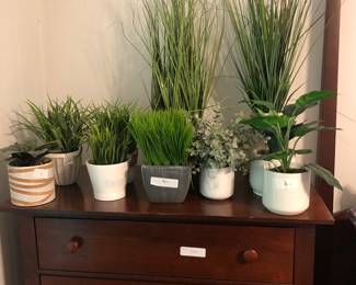 Potted plants