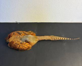 na Ring Neck Pheasant Skin for Fly Tying, Taxidermy, and Craft Decoration with assortment of feathers
