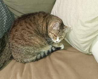 And yes, you still get a picture of my cat this week!