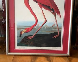 Framed John James Audubon American Flamingo Art Print