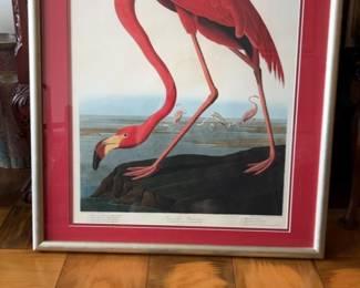 Framed John James Audubon American Flamingo Art Print