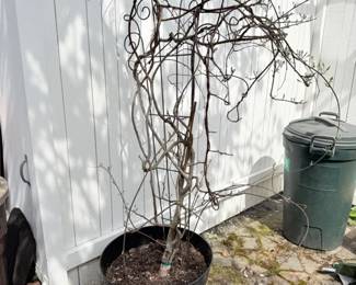 25 OutdoorWisteriaPlantinPlasticPot