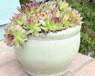 38 OutdoorCeramicPotwSucculents