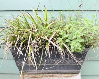 94 OutdoorPlasticPotwAztecGrassPlant