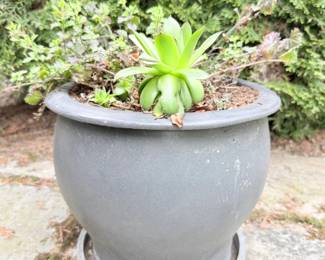 61 OutdoorCeramicPotwSucculent