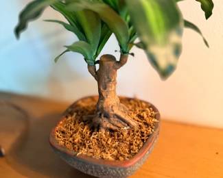 Potted dracaena houseplant