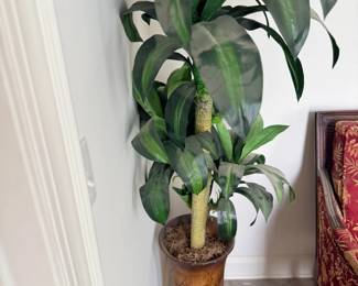 Live dracaena plant in planter