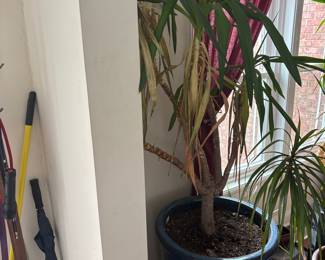 Yucca Elephantipes (Spineless Yucca)
