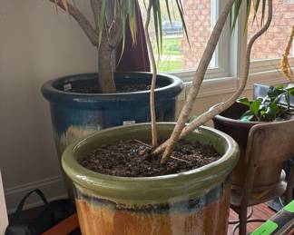 Dracaena Fragrans 'Massangeana' (Corn Plant) in Glazed Ceramic Pot