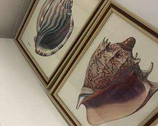 shell wall art