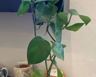 Plants 