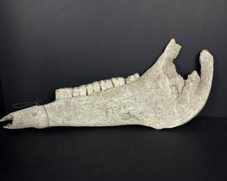 222 animaljawbone