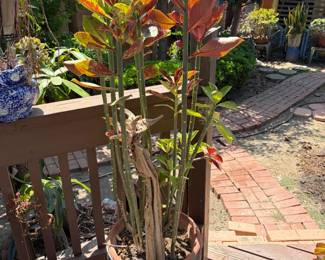 Plants
