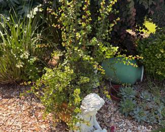Succulent: Dwarf Jade Plant, Elephant Bush