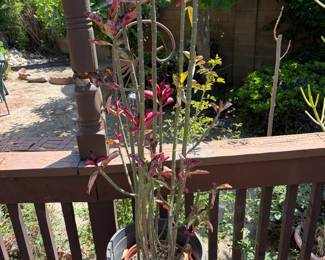 Plants
