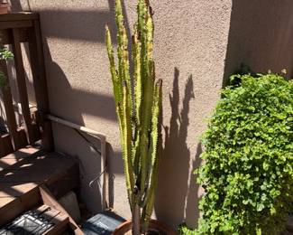 Cactus: African Milk Tree, Cathedral Cactus