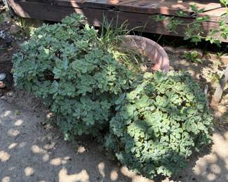 Succulent: Haworth's Aeonium 