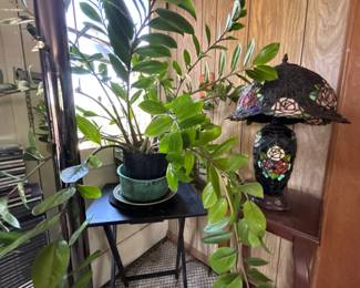 ZZ Plant