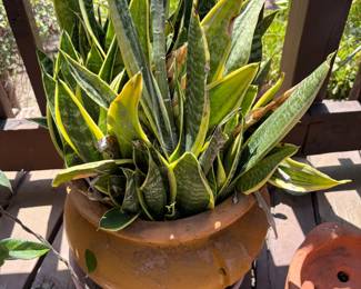 Snake Plant