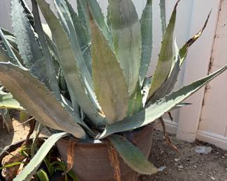 Succulent: Century Plant, American Agave