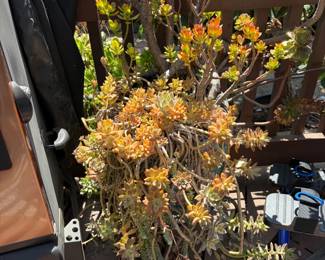 Succulents