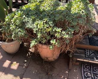 Succulent: Haworth's Aeonium