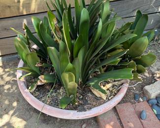 Plant: Clivia Lily, Fire Lily