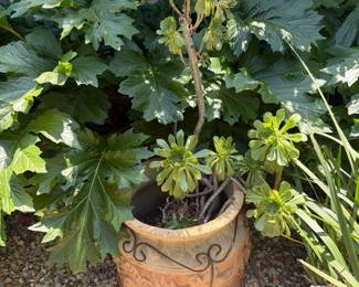 Succulent: Irish Rose