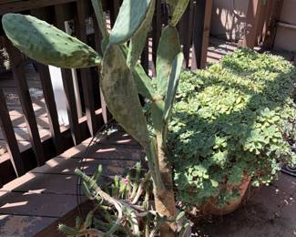 Cactus: Prickly Pear