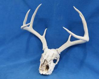 Lot 277. 8-point whitetail skull and antlers