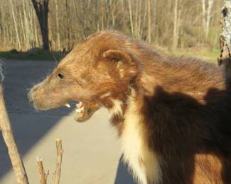Lot 146. Wolverine full-body mount