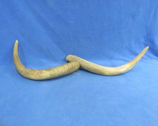 Lot 289. Pair of horns