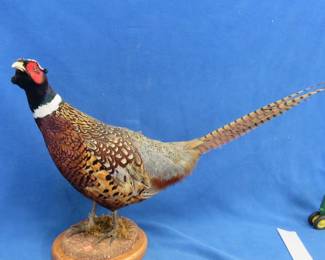 Lot 283. Rooster pheasant mount
