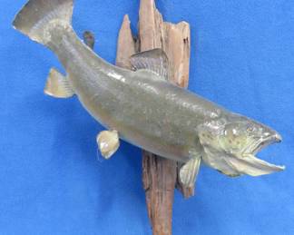 Lot 263. Brown trout mounted fish