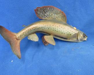 Lot 273. Grayling mounted fish