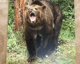 Grizzly Bear Roaring Photographic Print