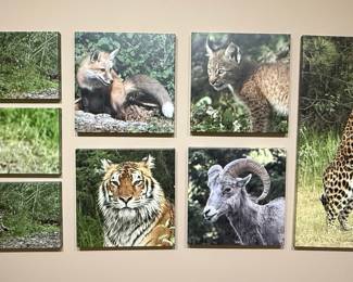 Wildlife Canvas Print Collection