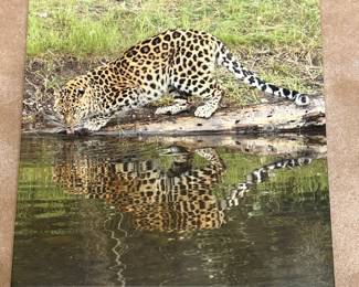 Leopard Drinking Water Canvas Print Style