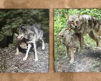 Wolf and Coyote Photography Prints