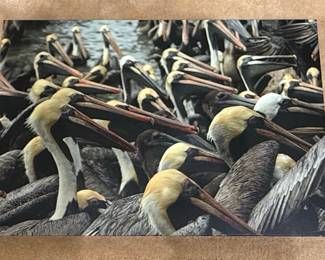 Brown Pelican Colony Canvas Print
