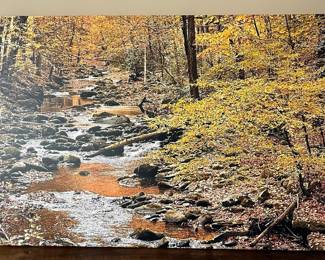 Autumn Forest Stream Canvas Print